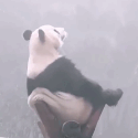 思考熊生的滚滚